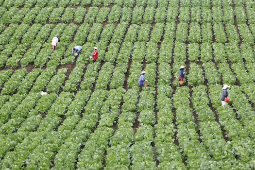 Farmers picking crops in lush green fields of Batu, East Java, Indonesia, showcasing agriculture.